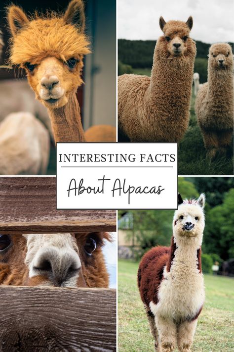 How can you not love cute and cuddly alpacas. Here are some interesting facts about these beautiful creatures. #alpacas #facts #animals Alpaca Facts, Some Interesting Facts, Pull Cart, Country Stuff, Cute And Cuddly, Therapy Animals, Funny Boy, Curious Creatures, Fascinating Facts