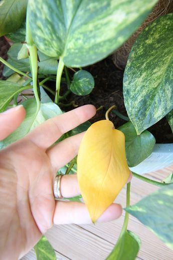 Pots For Pothos Plants, Yellow Leaves On Pothos, How To Propagate Golden Pothos, Yellow Leafs On Plant, Pothos Turning Yellow, Pothos Yellow Leaves, Pathos Care, Golden Pothos Decor, Pathos Plant Care