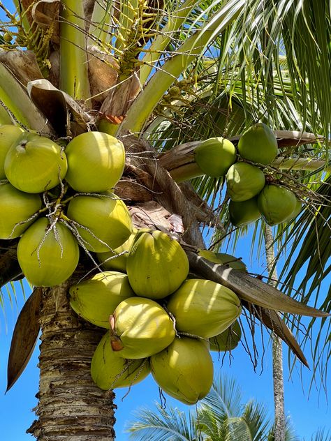 Tropical Life Aesthetic, Cook Islands Aesthetic, Island Living Aesthetic, Tropical Paradise Aesthetic, Beach Green Aesthetic, Tropics Aesthetic, Island Aesthetic Tropical, Tropical Vibes Aesthetic, Brazil Coconut