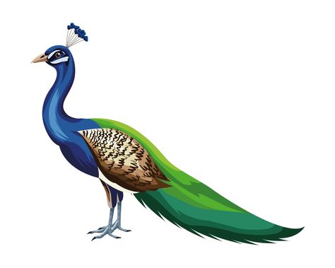 Cartoon peacock bird Peacock Png Hd, Peacock Cartoon, Peacock Png, Peacock Clipart, Simple Jack, Peacock Vector, Peacock Drawing, Peacock Images, Peacock Photos