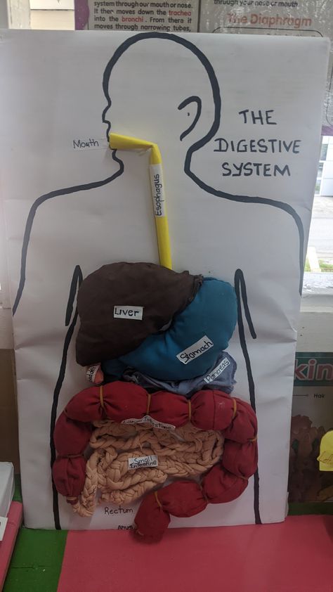 3d Digestive System Project, Mouth Digestive System, Cow Digestive System, Digestive System Project, Bio Project, Art Competition Ideas, Human Digestive System, Poster Drawing, Flow Chart