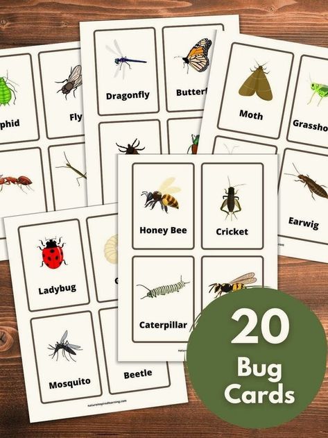 Insect Flashcards, Animal Paper Craft, Insects For Kids, Paper Craft Ideas For Kids, Summertime Activities, Insects Preschool, Partner Cards, Bug Images, Pictures Of Insects