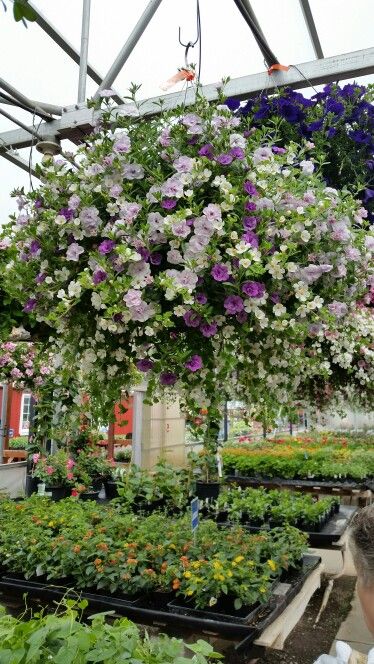 Double calibrachoa in light and dark lavender and white bacopa hanging basket Lobelia Hanging Basket, White Hanging Baskets, Calibrachoa Hanging Basket, Enchanted Backyard, Kindred Oaks, Fall Hanging Baskets, Container Gardening Ideas, Window Box Plants, Pink Perennials