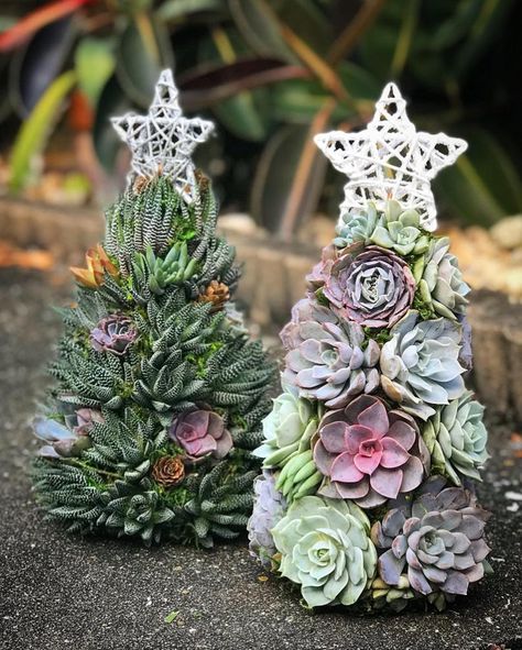 Succulent Crafts, Succulent Christmas, Types Of Christmas Trees, Succulent Tree, Christmas Plants, Colorful Succulents, Succulents Decor, Holiday Centerpieces, Holiday Trends