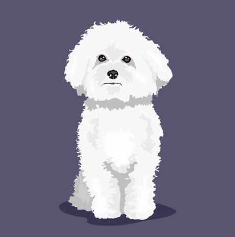 Bichon Frise Drawing, Bichon Frise Art, White Fluffy Dog, Small Dog Tattoos, Bichon Dog, Bichon Frise Dogs, Dog Puppies, White Puppies, Fluffy Dogs