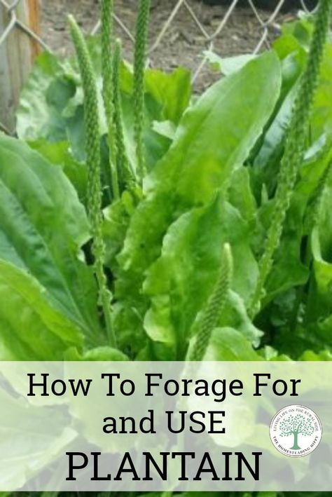 Plantain is amazing! Forage for and use this common backyard weed! You'll never spray it again! The Homesteading Hippy via @homesteadhippy Plantain Plant, Plantain Herb, Medicinal Weeds, Wild Food Foraging, Foraging Recipes, Edible Wild Plants, Healing Plants, Herbs For Health, Wild Edibles