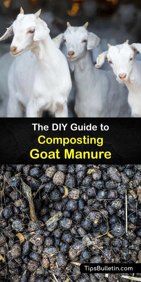 Animal manure like rabbit manure, cow manure, and goat manure, is perfect organic matter for your compost pile. Mix goat poop into your composter to make goat manure compost. Enjoy free organic fertilizer for your plants. #make #goat #manure #compost Manure Compost Bin, Goat Tips, Chicken Manure Compost, Allotment Planning, Raising Livestock, Manure Composting, Manure Management, Goat Playground, Diy Fertilizer