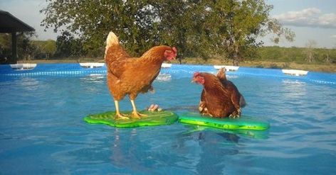 Funny Swimming Pool Photos to Get You Ready for Summer Swimming Chicken, Pool Funny, Swimming Pool Photos, Swimming Lessons, Summer Funny, Keeping Chickens, Teaching Techniques, Effective Teaching, Kiddie Pool