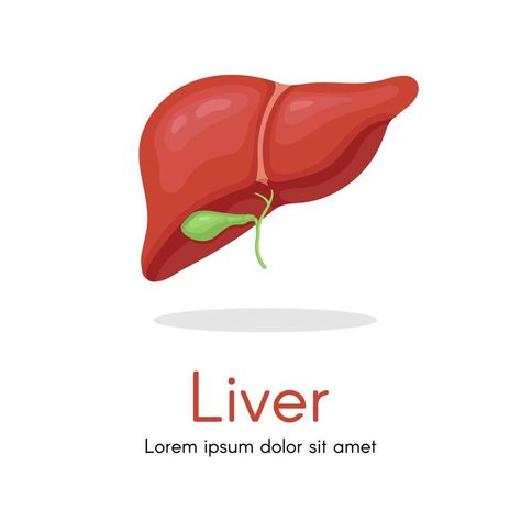 Human Liver Anatomy, Anatomy Structure, Human Body Science Projects, Liver Anatomy, Body Science, Human Body Science, Human Liver, Planets Wallpaper, Education Design