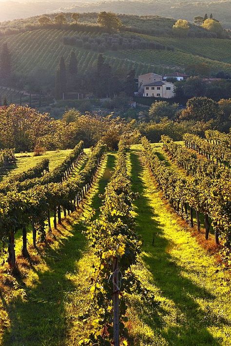 Aesthetic Vineyard, Vineyard Aesthetic, Tuscany Vineyard, Italian Vineyard, Vineyard House, Wine Vineyards, Italian Countryside, Italy Aesthetic, Tuscany Italy