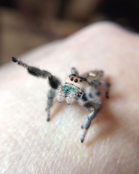 Pet Jumping Spider, Kitten Paws, Tiny Baby Animals, Cute Spiders, Jumping Spiders, Cute Spider, Pet Spider, Cool Insects, Cool Bugs