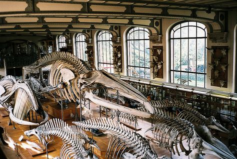 Dinosaur Museum, Museum Studies, Animal Skeletons, Old Paris, Public Sculpture, Museums In Paris, Natural History Museum, Prehistoric Animals, Paris Photos