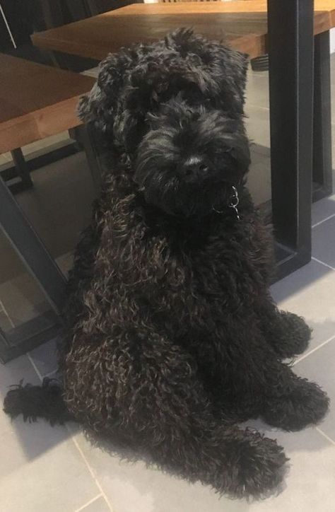 Black Russian Terrier Lover | Today is my birthday 🎂 hope I get some love here🥹 | Facebook Russian Terrier, Female Dog Names, Black Russian Terrier, Kerry Blue Terrier, Black Russian, Irish Terrier, Terrier Breeds, Australian Shepherds, Bear Dog