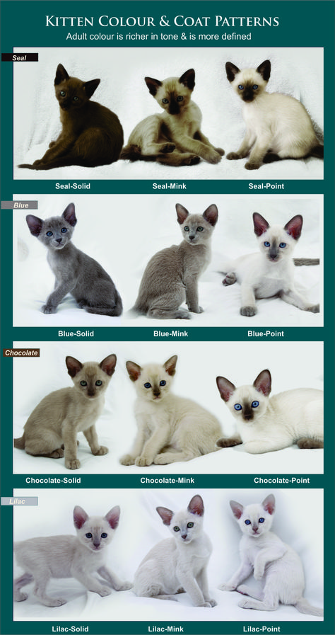 Solid - (Burmese expression of colour), Mink - (a blend of the Burmese / Siamese expression of colour) Point - (Siamese expression of colour), Siamese Cats Kittens, Kitten Breeds Chart, Fluffy Siamese Cats, Cat Coat Colors, Cat Coat Pattern, Species Of Cats, Kitten Siamese, Long Haired Siamese Cats, Types Of Siamese Cats