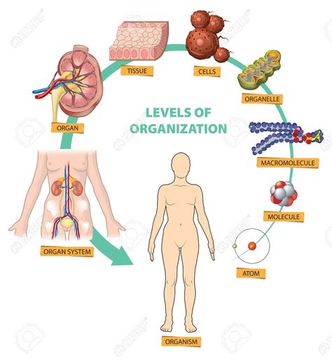 Levels Of Organization Biology, Human Body Biology, Levels Of Organization, Wedding Vector Art, Psychology Notes, Human Body Drawing, Fall Background, Female Human, Body Drawing