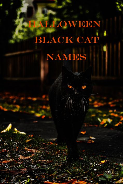 If you are bringing home a new black kitten this Halloween season, find the name you are looking for from our best Halloween Black cat names. #blackcats #halloween #catnames Spooky Cat Names, Black Cat Names Boys, Black Kitten Names, Male Black Cat Names, Harry Potter Cat Names, Male Cat Names Unique, Halloween Names For Cats, Black Cat Names, Boy Cat Names