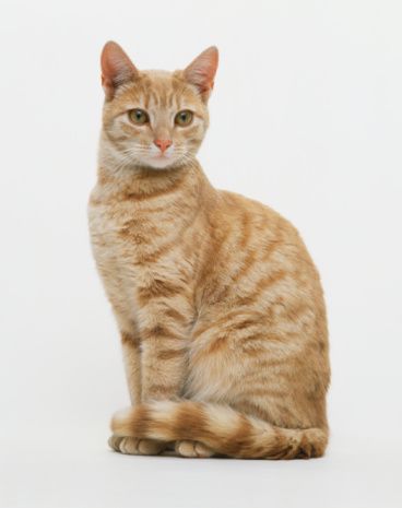 Cat Facing Forward, White Bengal Cat, Ginger Tabby Cat, Ginger Tabby, Cats Sitting, Cat Standing, Cats With Big Eyes, Grey Kitten, Shorthair Cat