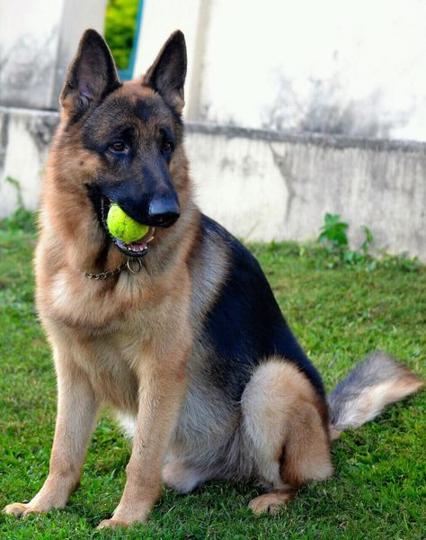 #German #Shepherd German Shepherd Training, German Sheperd Dogs, German Shepherd Pictures, Playing Tennis, German Shepards, Coban, German Shepherd Dog, German Shepherd Puppies, German Shepherds