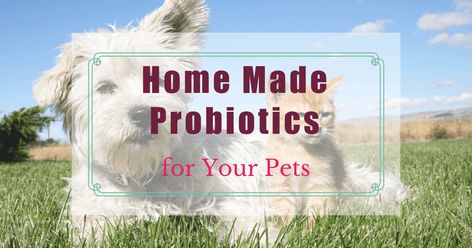 While there are many great probiotics on the market, fermented foods have a couple of great advantages. Learn how to make home made probiotics for your pets Diy Probiotics For Dogs, Homemade Probiotics For Dogs, Natural Prebiotics, Dog Probiotics, Animal Humor Dog, Probiotic Skin Care, How To Make Home, Probiotics For Dogs, Prebiotic Foods