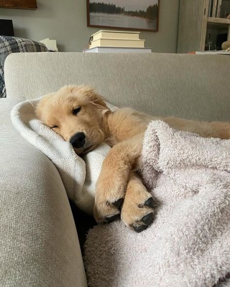 Dogs Cute Aesthetic, Rottweiler And Golden Retriever, Golden Retriever Puppy Aesthetic, Brown Retriever, Baby Golden Retrievers, Two Golden Retrievers Aesthetic, White Dog Aesthetic, Puppies Aesthetic, Cozy Golden Retriever