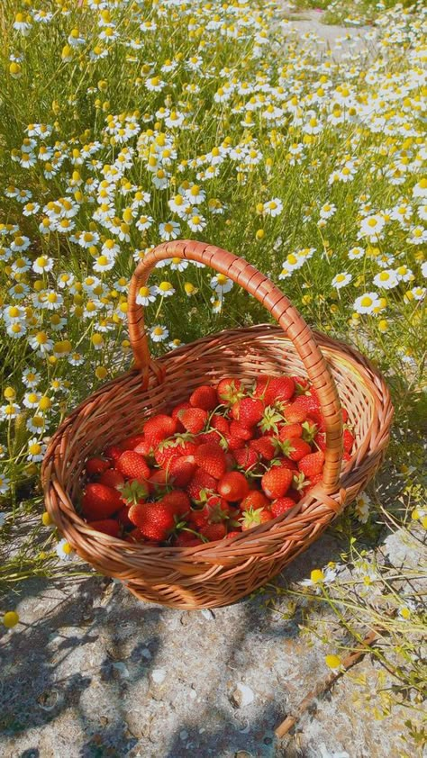 Strawberry Bush, Strawberry Summer, Strawberry Garden, Spring Inspo, Strawberry Fields, Cottagecore Aesthetic, Spring Aesthetic, Spring Vibes, Nature Aesthetic