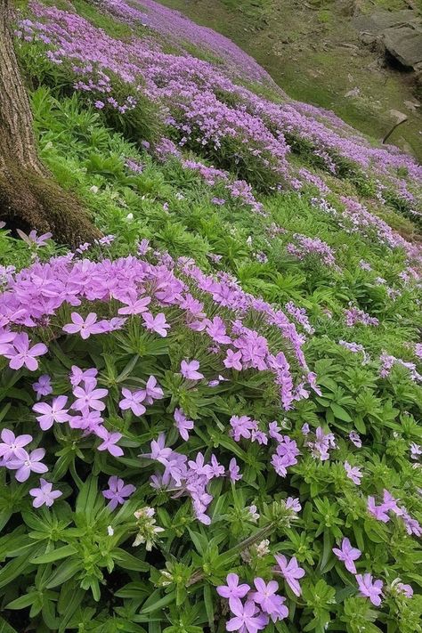 12 Ground Cover Plants For Hillside And Slopes Plants For Hillside, Landscape Hillside, Steep Hillside Landscaping, Sloped Backyard Landscaping, Ground Cover Roses, Vinca Minor, Sweet Woodruff, Creeping Phlox, Sloped Backyard