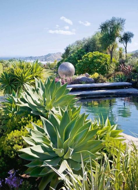 Arizona Lifestyle, Zero Scape, Xeriscape Ideas, Plants Around Pool, Amazing Landscaping, Desert Scape, Pool Plants, Agave Attenuata, Hill Garden