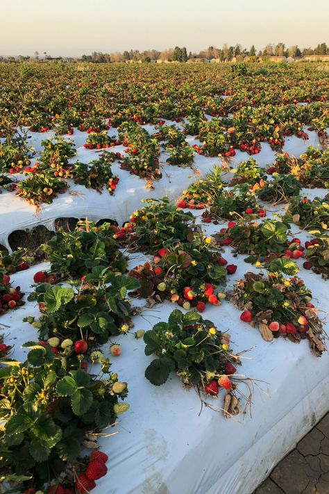 Strawberry Field Drawing, Strawberry Fields Forever Aesthetic, Strawberry Fields Aesthetic Wallpaper, Kebun Strawberry, Strawberry Fields Wallpaper, Strawberry Field, Field Wallpaper, Strawberry Fields Forever, Strawberry Garden