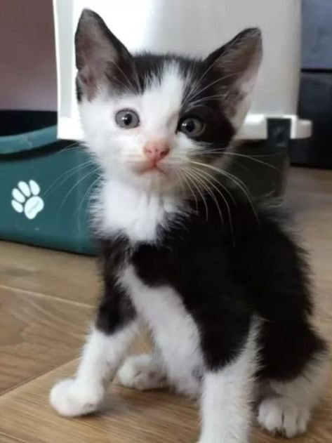 Black And White Kitten, Traveling By Car, Black And White Kittens, Kitten Names, Newborn Kittens, White Kitten, Kitten Rescue, Kitten Care, White Kittens