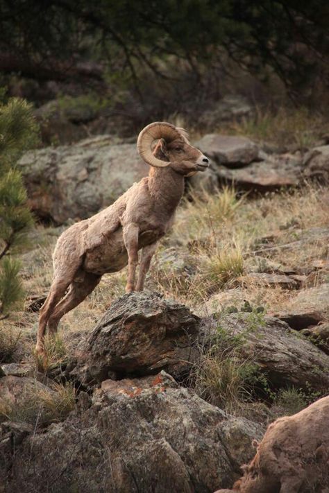 Estes Park CO Horned Animals, Animals List, Animals With Horns, World Animals, Big Horn Sheep, Mountain Goats, Bighorn Sheep, Mule Deer, Full Picture