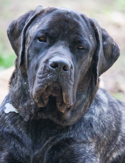 mastiff lab mix Mastador Dog, Doodle Breeds, Loyal Dog Breeds, Lab Mix Puppies, Baby Animal Nursery Art, Mastiff Mix, Mastiff Breeds, Beautiful Dog Breeds, Mastiff Puppies