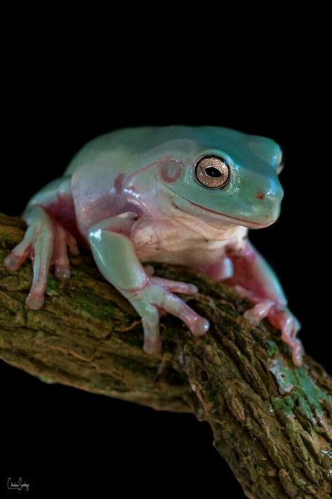 Blue Phase Australian White Tree Frog (Litoria caerulea) Frogs Craft, Frogs Tattoo, Frogs Illustration, Frogs Drawing, Tree Frog Terrarium, Frogs Wallpaper, Frog Images, Frogs Photography, Tree Frog Art