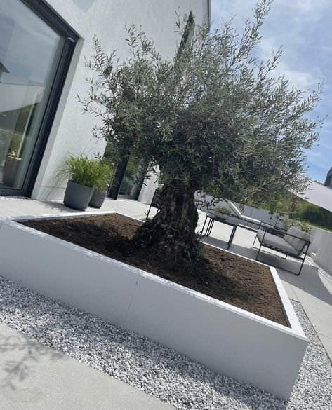 Olivier En Pot, Garden Court, Tree Planters, House Backyard, Red House, Modern Landscaping, Back Garden, Olive Tree, Facade House