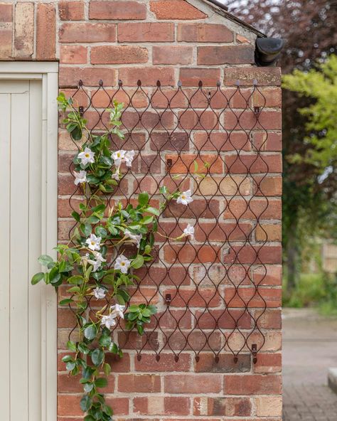 Our honeycomb trellis is the perfect backdrop for your clematis to flourish and give your garden walls a stunning transformation.   The lightweight panels work both horizontally and vertically and can be built up or taken away depending on your design. Handmade with unique patterns to each panel, there are two sizes and it attaches seamlessly to fence, brick and paneling. The delightful honeycomb design in zinc/bronze finishes adds extra style and verve.   Outdoor Honeycomb Trellis, OHTZ84   ... Honeycomb Trellis, Fence Brick, Wall Trellis, Garden Walls, Metal Grid, Walled Garden, Honeycomb Design, Tool Sheds, Plant Supports