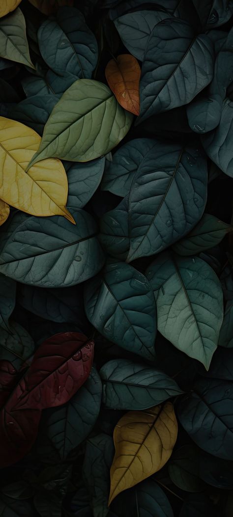 Dark Green Aesthetic Photos, Unique Iphone Wallpaper Backgrounds, Desktop Wallpaper Aesthetic Hd 1080p, Dark Green Aesthetic Wallpaper, Green Nature Wallpaper, Unique Iphone Wallpaper, Qhd Wallpaper, Iphone Wallpaper Fall, Floral Wallpaper Phone