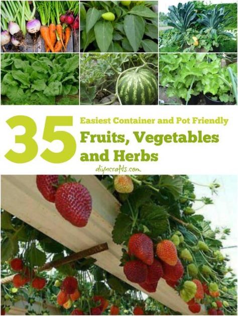 The 35 Easiest Container and Pot Friendly Fruits, Vegetables and Herbs - Page 3 of 3 - DIY & Crafts Herb Diy, Container Vegetables, Big Backyard, Container Gardening Vegetables, Fruit Garden, Veggie Garden, Growing Food, Edible Garden, Small Balcony