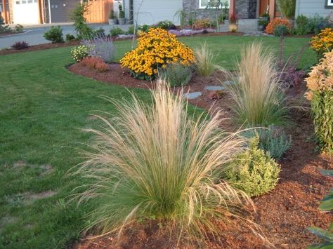 deer resistant landscaping - Google Search Deer Resistant Landscaping, Deer Proof Plants, Deer Resistant Garden, Deer Proof, Deer Resistant Perennials, Deer Resistant Plants, Landscaping Tips, Landscape Projects, Desert Landscaping