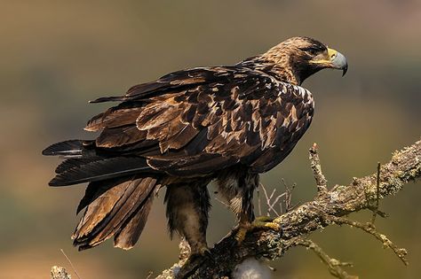 Spanish Imperial Eagle Imperial Eagle, Exotic Birds, Birds Of Prey, Birds Of Paradise, Song Bird, Beautiful Birds, Bald Eagle, Eagles, Paradise