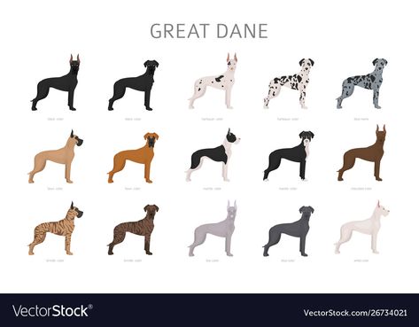 Great Dane Harlequin, Great Dane Colors, Coloring Dog, The Great Dane, Dog Behavior Problems, Basic Dog Training, Great Dane Puppy, Dane Dog, Great Dane Dogs