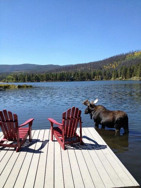 Moose Grand Lake, Lake Living, Body Of Water, Into The Woods, Cabins In The Woods, Lake Life, Pics Art, Beautiful World, The Great Outdoors