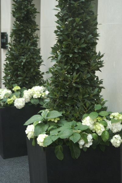 . Plants With White Flowers, Porch Planters, Container Planting, Garden Containers, White Garden, White Gardens, White Hydrangea, Window Boxes, Container Gardens