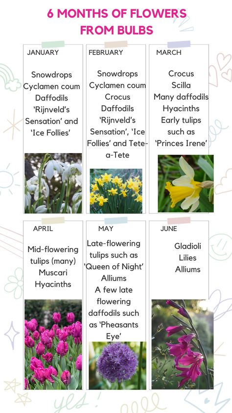 Night' Alliums A few late flowering daffodils such as 'Pheasants Eye' JUNE Gladioli Lilies Alliums 1 ! Bulbs Around Trees, Uk Garden Plants, Bulb Flowers Garden, North Facing Garden Ideas Uk, Bulb Planting Design, Bulb Garden Design Layout, Bulb Planting Ideas, Colourful Garden Ideas, Pallett Garden