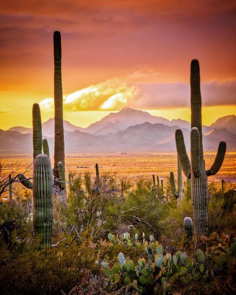 Visit Arizona - Sunsets in the Sonoran Desert don't... Desert Sunset Photography, Visit Arizona, Arizona Sunset, Desert Sunset, Sonoran Desert, The Desert, Tucson, Sunset Photography, Arizona