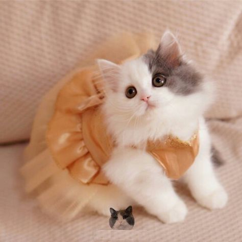 Cats Dressed In Clothes, Cats In Dresses, Cat In A Dress, Cat In Dress, Happy Store, Cat Dressed Up, Dog Tutu, Dog Bling, Cat Dress