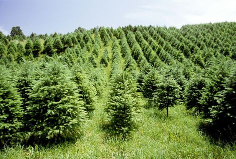 Christmas Tree Farm Grow Christmas Tree, Grow Your Own Christmas Tree, How To Grow Christmas Trees, Planting Christmas Trees, Starting A Christmas Tree Farm, Growing Christmas Trees, Venue Business, National Christmas Tree, Colorado Blue Spruce