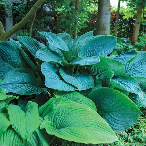 Empress Wu Hosta Giant Hosta, Spring Hill Nursery, Hosta Gardens, Hosta Plants, Clematis Vine, Sun Perennials, Winter Plants, How To Attract Hummingbirds, Spring Hill