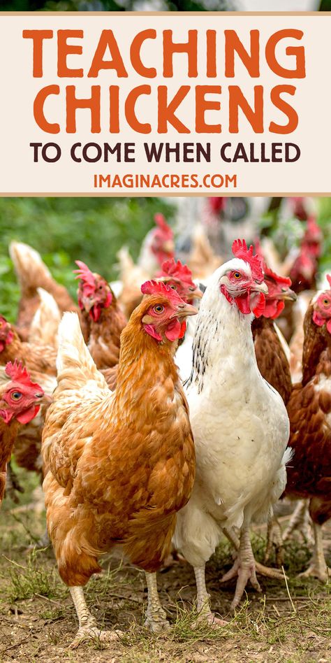 How To Start Raising Chickens, How Many Chickens Do I Need, Turn Shed Into Chicken Coop, How To Raise Chickens For Beginners, How To Take Care Of Chickens, Getting Chickens For The First Time, Keeping Chickens Healthy, How To Free Range Chickens, Getting Started With Chickens