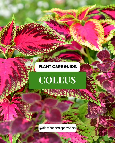 Want a vibrant and thriving Coleus plant? Swipe for our Coleus Plant Care Guide and get all the tips to give your Coleus its best life!!🌿🌱 For more in-depth insights, visit our blog (link in bio) and become a plant care pro! #ColeusCare #GardenCareGuide #IndoorGardening #PlantCareTips #HouseplantCare #GardenTips #PlantLover #PlantCare #Gardening101 #IndoorPlants rPlantsDecor #GardenersofInstagram Coleus Care, Coleus Plants, Coleus Plant, Best Plants For Shade, Plant Care Guide, Rooting Hormone, Leafy Plants, Gardening 101, Soil Layers