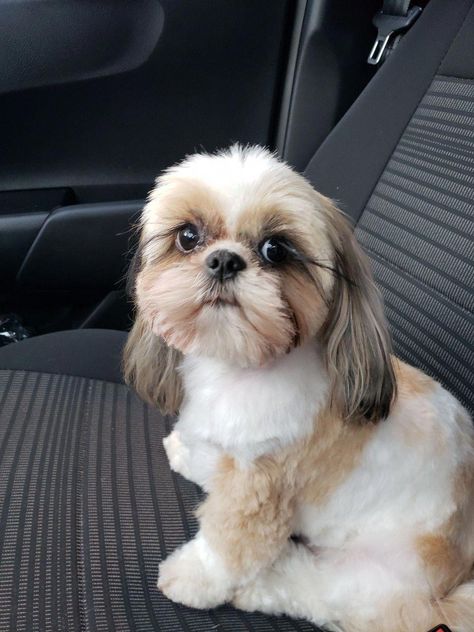 Shitzu Haircut, Shitsu Dog, Shihtzu Haircut, Shih Tzu Haircut, Shitzu Haircuts, Dog Shitzu, Shih Tzu Haircuts, Perro Shih Tzu, Chien Shih Tzu