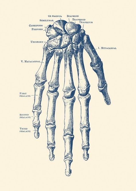 skeleton Anatomy Prints, Concept Art Landscape, Medical Drawings, Vintage Anatomy, Skeleton Anatomy, Skeleton Drawings, Human Anatomy Drawing, Human Anatomy Art, Anatomy Sketches